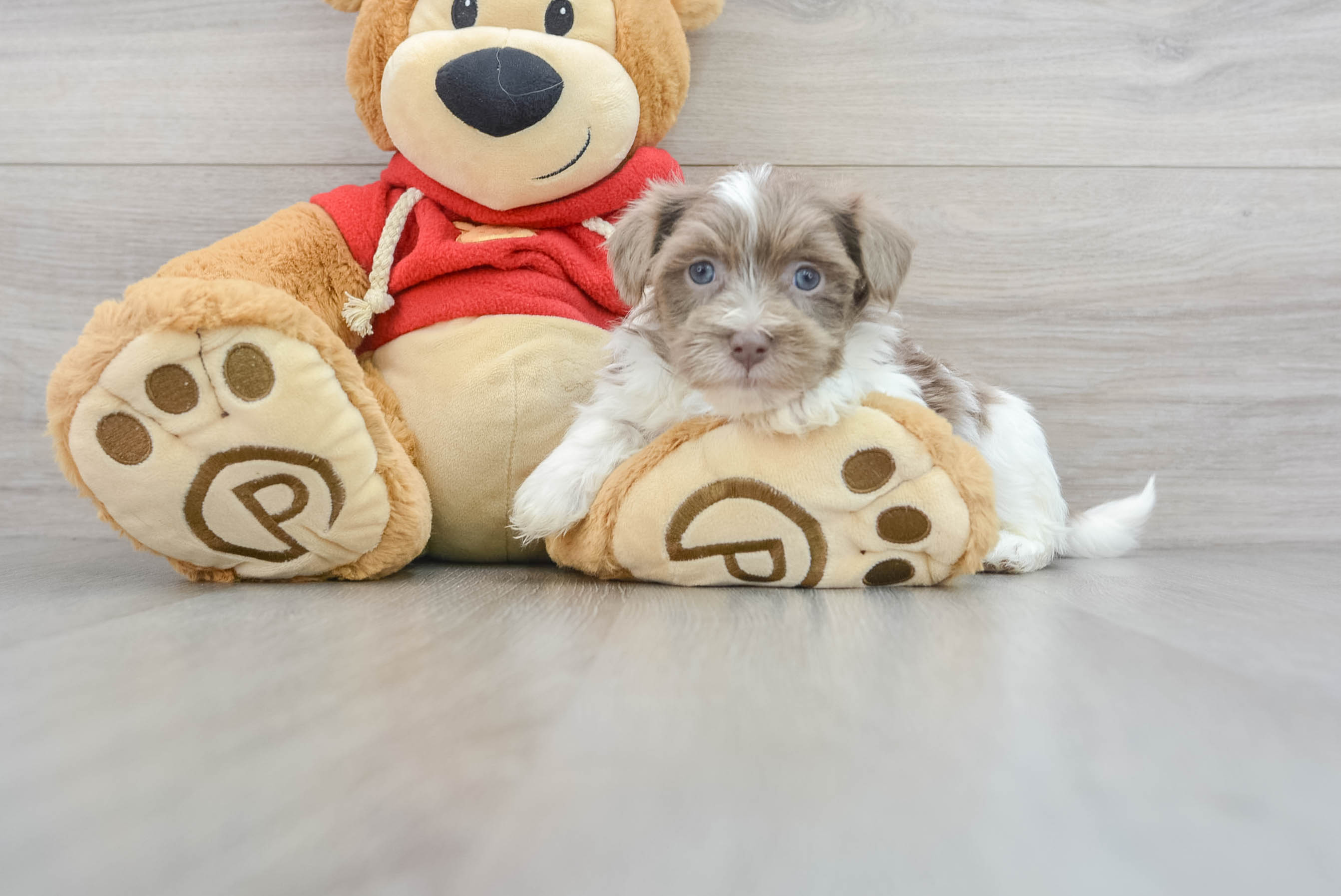 Funny Havanese Purebred Pup