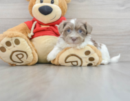 7 week old Havanese Puppy For Sale - Lone Star Pups