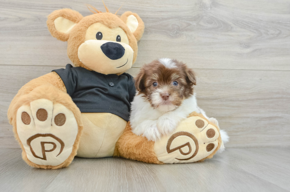 6 week old Havanese Puppy For Sale - Lone Star Pups