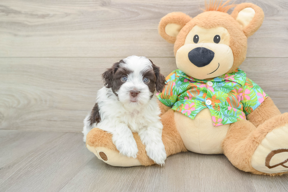 Havanese Pup Being Cute