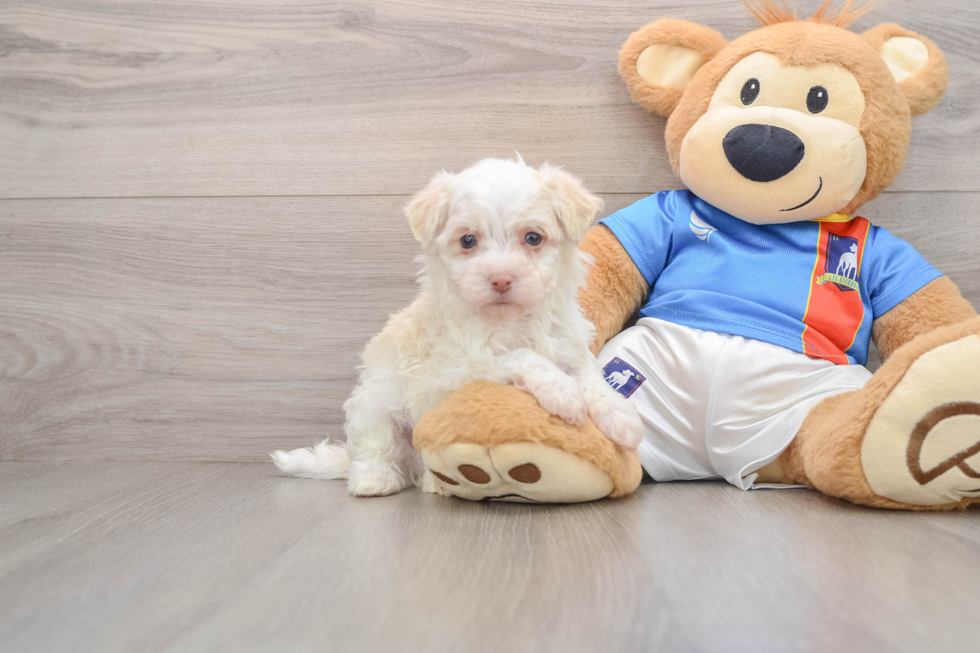 Sweet Havanese Cuban Bichon Purebred Puppy