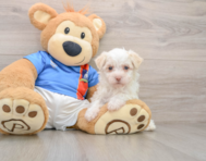 5 week old Havanese Puppy For Sale - Lone Star Pups