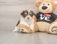 5 week old Havanese Puppy For Sale - Lone Star Pups