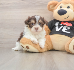 6 week old Havanese Puppy For Sale - Lone Star Pups
