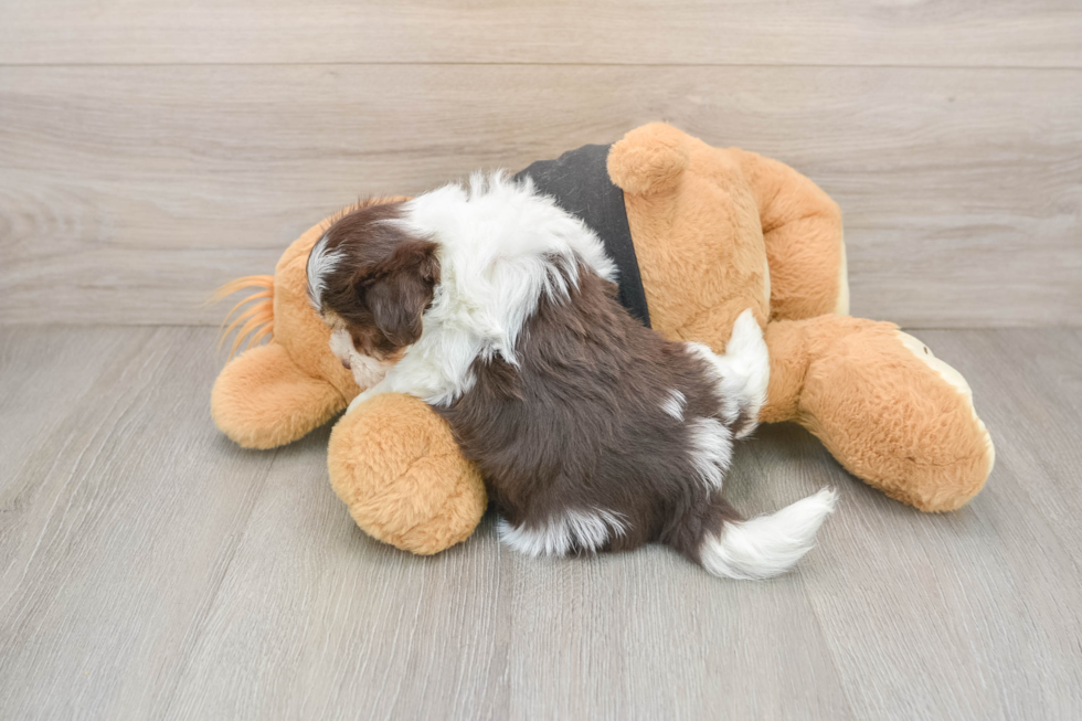 Akc Registered Havanese Baby