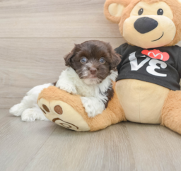 5 week old Havanese Puppy For Sale - Lone Star Pups