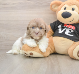 5 week old Havanese Puppy For Sale - Lone Star Pups