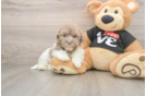 Havanese Pup Being Cute