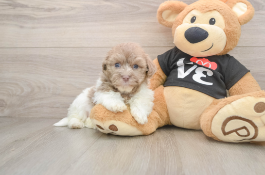 Havanese Pup Being Cute
