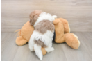 Best Havanese Baby