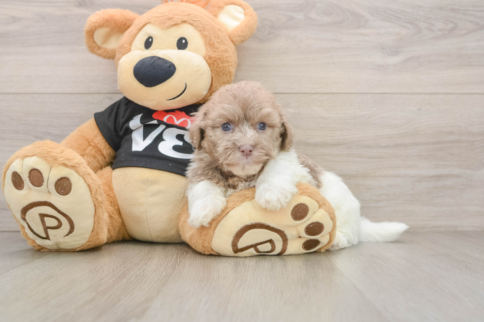Havanese Puppy for Adoption