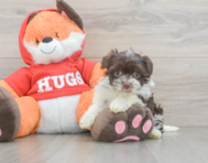 7 week old Havanese Puppy For Sale - Lone Star Pups
