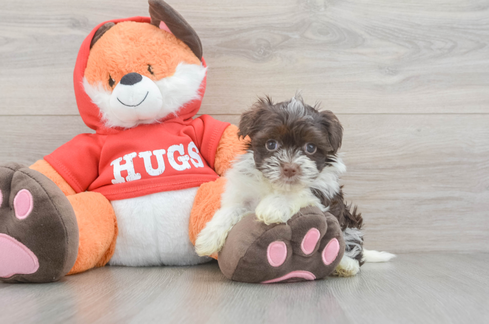 5 week old Havanese Puppy For Sale - Lone Star Pups