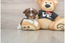 Havanese Pup Being Cute
