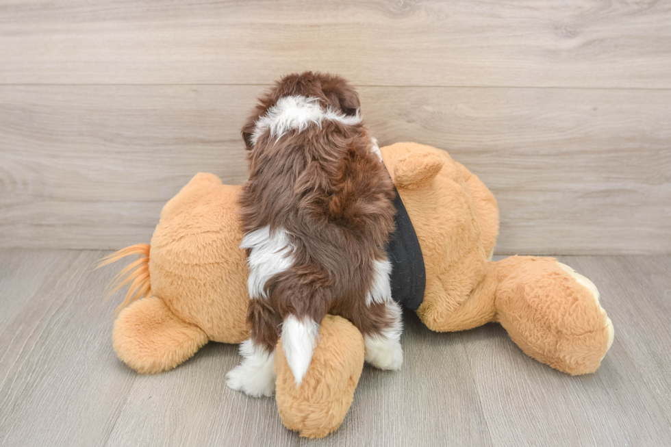 Little Havanese Purebred Pup