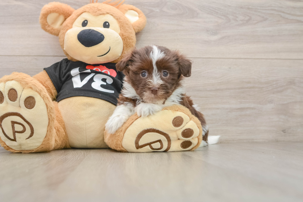 Havanese Pup Being Cute