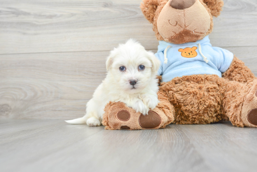 Best Havanese Baby