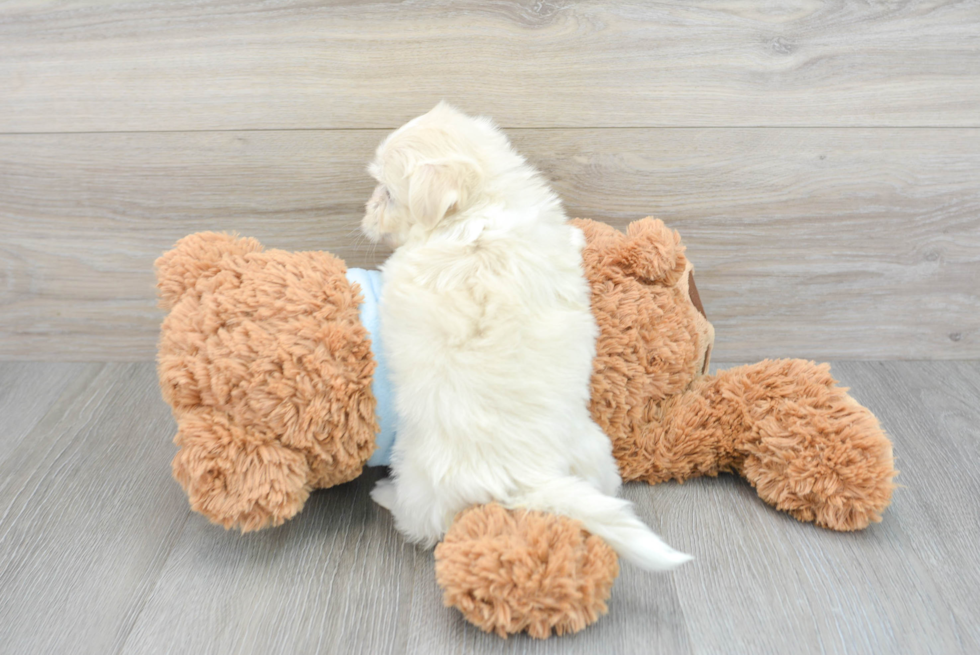 Havanese Puppy for Adoption