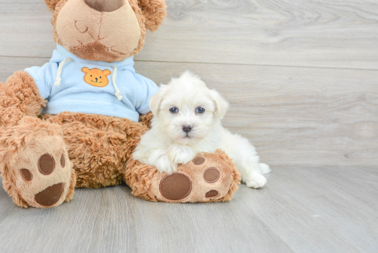 Playful Havanese Baby