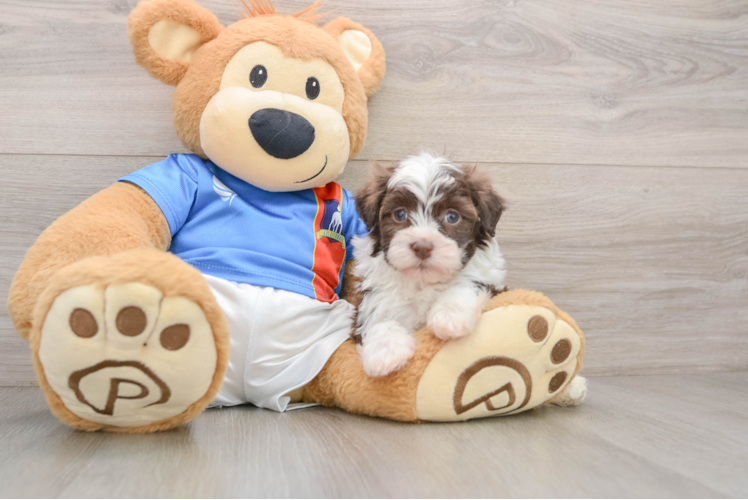 Adorable Bichon Habanero Purebred Puppy