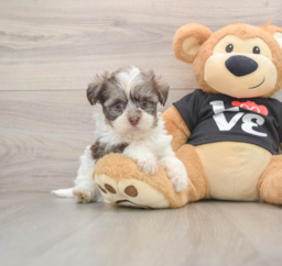 6 week old Havanese Puppy For Sale - Lone Star Pups