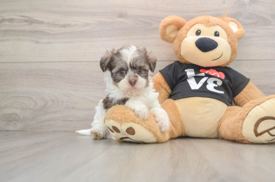 Havanese Pup Being Cute