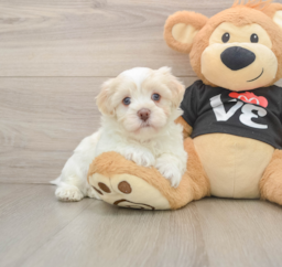 5 week old Havanese Puppy For Sale - Lone Star Pups