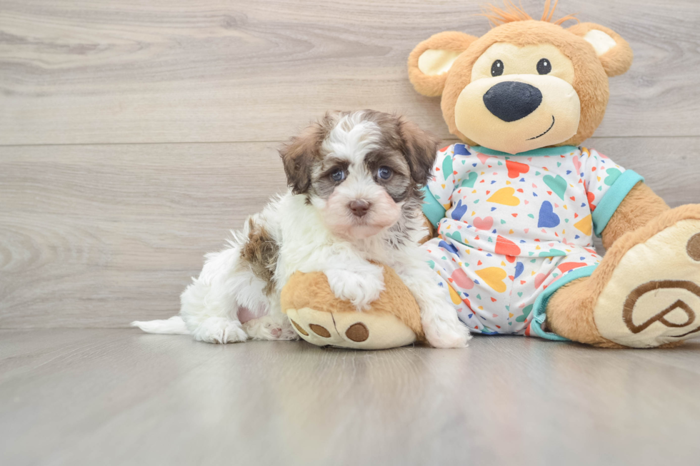 Havanese Puppy for Adoption