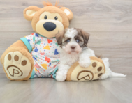 5 week old Havanese Puppy For Sale - Lone Star Pups