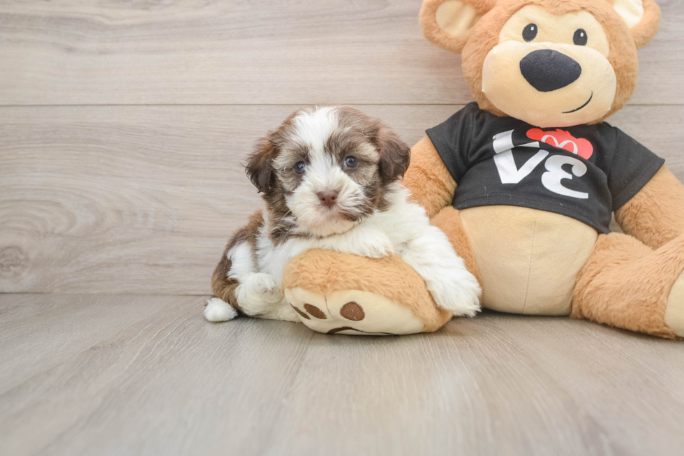 Cute Bichon Havanes Purebred Puppy