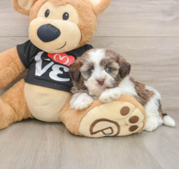 5 week old Havanese Puppy For Sale - Lone Star Pups