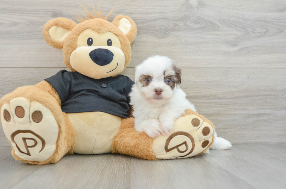 6 week old Havanese Puppy For Sale - Lone Star Pups