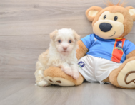 5 week old Havanese Puppy For Sale - Lone Star Pups