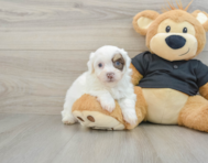 8 week old Havanese Puppy For Sale - Lone Star Pups