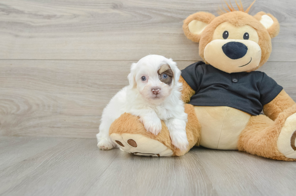 6 week old Havanese Puppy For Sale - Lone Star Pups