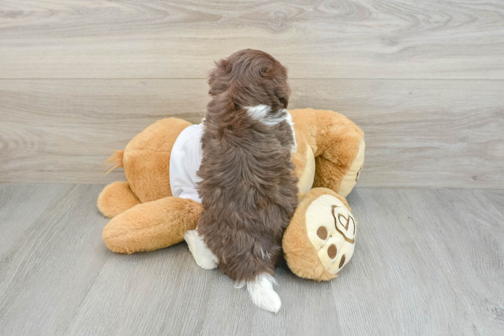 Playful Havanese Purebred Pup