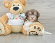 6 week old Havanese Puppy For Sale - Lone Star Pups