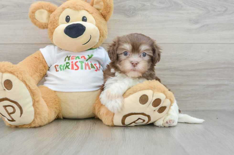 6 week old Havanese Puppy For Sale - Lone Star Pups