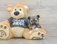 7 week old Morkie Puppy For Sale - Lone Star Pups