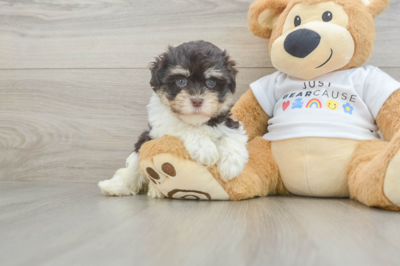 Meet Valencia - our Havanese Puppy Photo 1/3 - Lone Star Pups