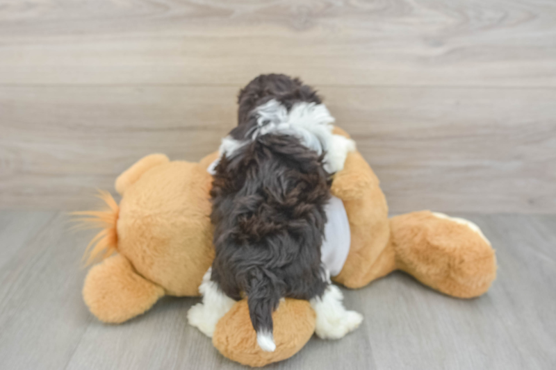 Meet Valencia - our Havanese Puppy Photo 2/3 - Lone Star Pups