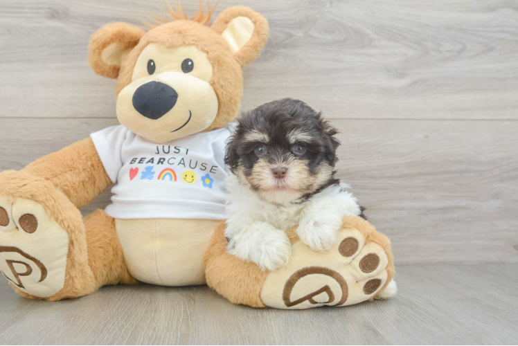 Funny Havanese Baby