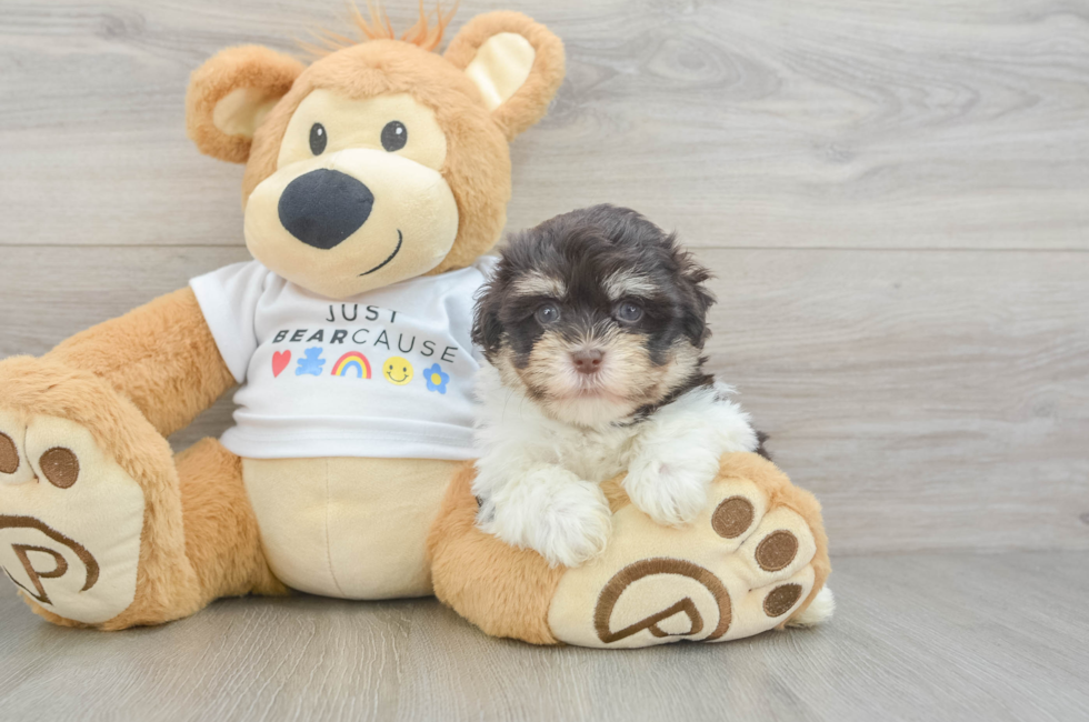 5 week old Havanese Puppy For Sale - Lone Star Pups