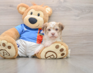5 week old Havanese Puppy For Sale - Lone Star Pups