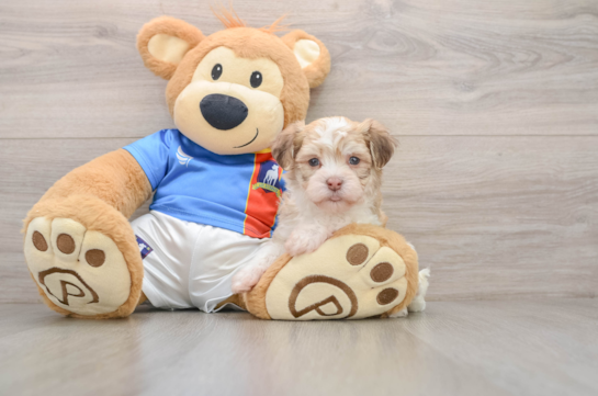 Friendly Havanese Baby
