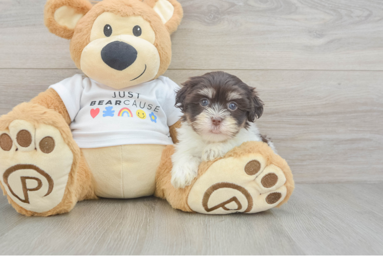 Havanese Puppy for Adoption