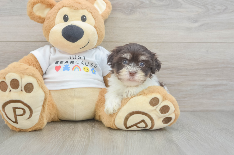 5 week old Havanese Puppy For Sale - Lone Star Pups
