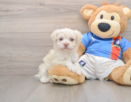 5 week old Havanese Puppy For Sale - Lone Star Pups