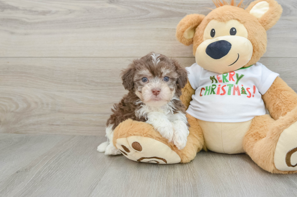 6 week old Havanese Puppy For Sale - Lone Star Pups