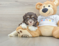 9 week old Havanese Puppy For Sale - Lone Star Pups